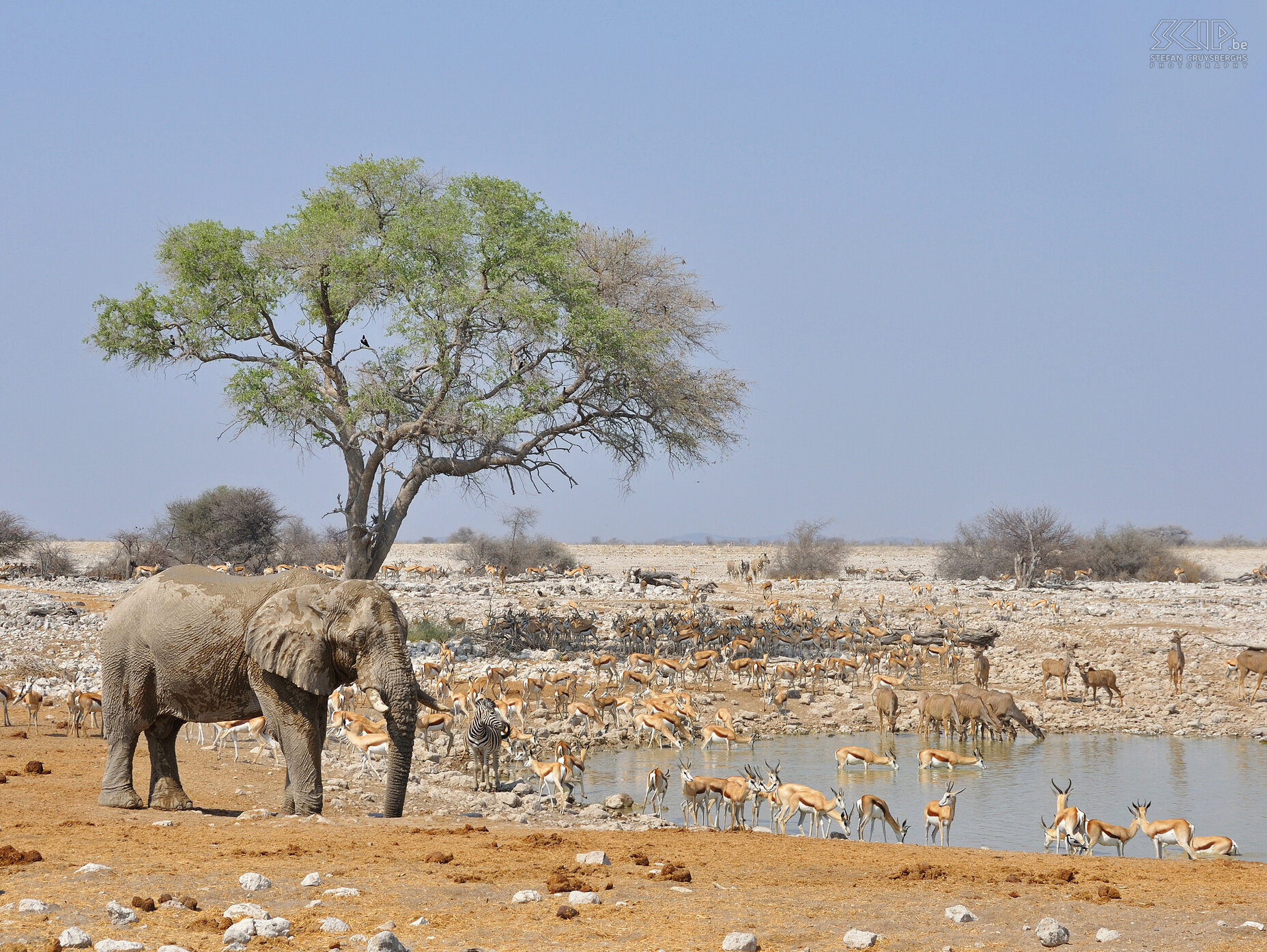 Etosha - Okaukuejo Aan de waterpoel van Okaukuejo, nabij de kampeerplaats en de lodges, was het een komen en gaan met honderden springbokken en vele impala's, zebra's, koedoes en gemsbokken en ook een giraf en olifant. Stefan Cruysberghs